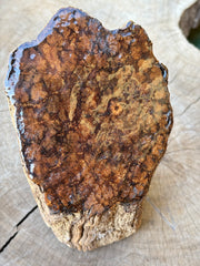 Authentic Ayahuasca Vine Display
