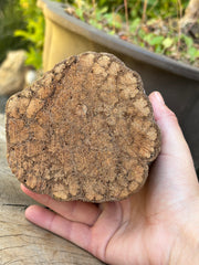 Authentic Ayahuasca Vine Display