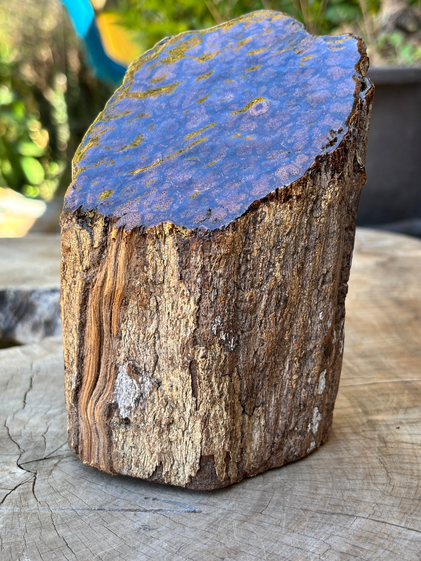 Authentic Ayahuasca Vine Display