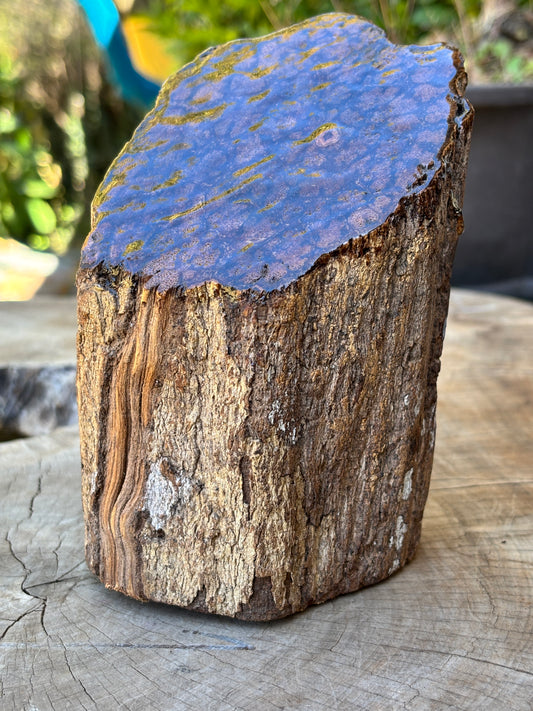 Authentic Ayahuasca Vine Display