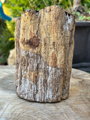 Authentic Ayahuasca Vine Display